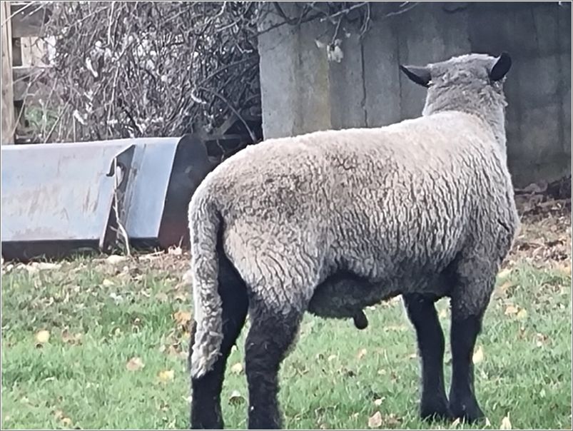 A three-year-old Romney Moorit sire. Photo: Ian Stewart.